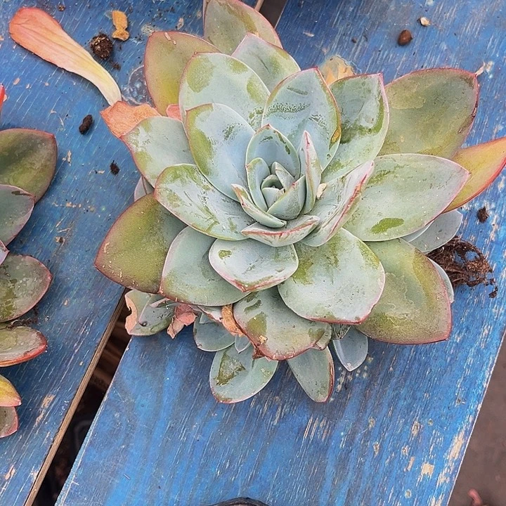 多肉植物布鲁蓝手捧