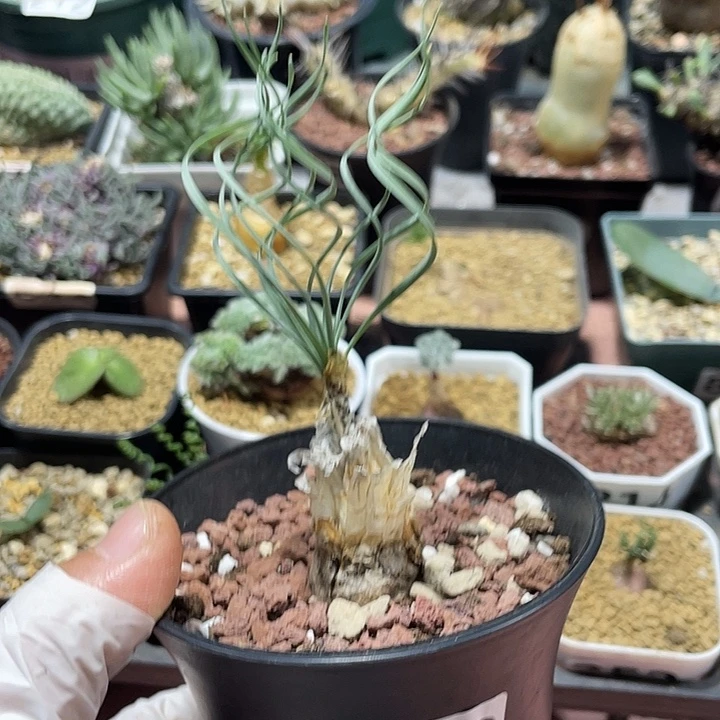 852GB豹纹弹簧草块根