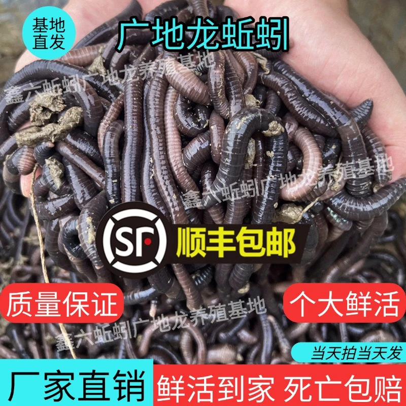 广西广地龙鲜活大黑蚯蚓 专攻黄鳝鲶鱼黑鱼青鱼 夜钓巨物耐撕咬