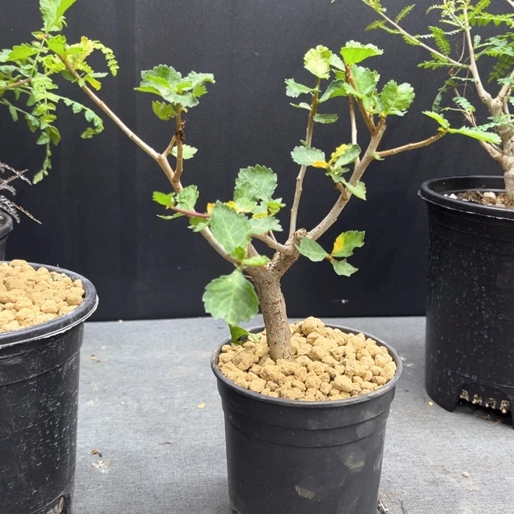 怀特没药11111111111