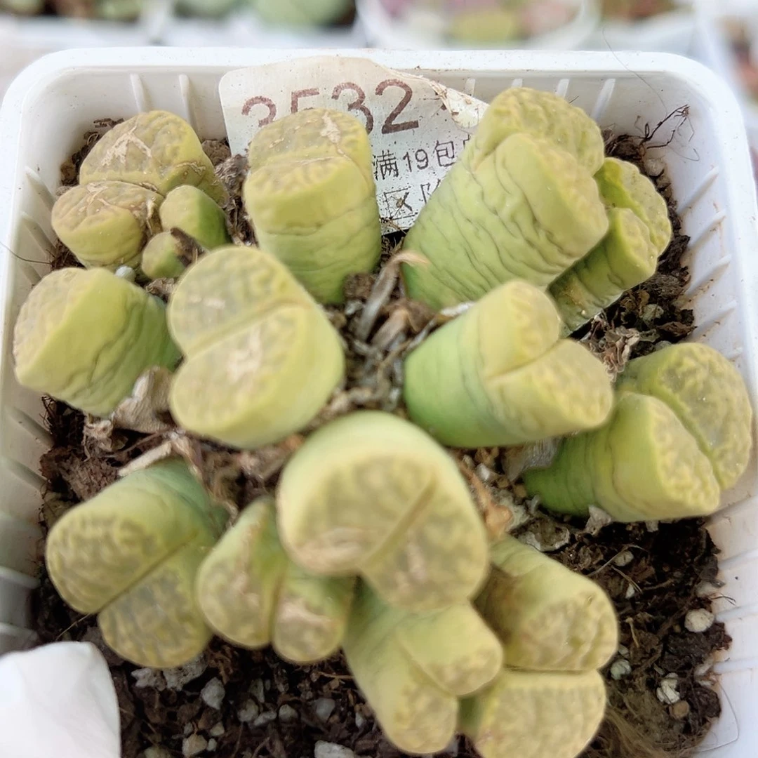 3532 好养易活生石花大母本