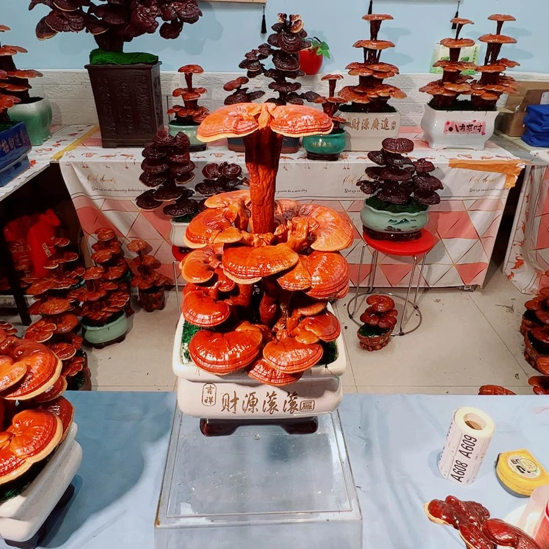 全部花朵灵芝盆景结缘阁