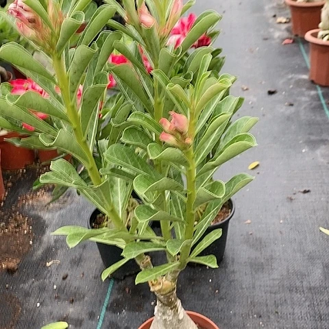 【闪购商品】无花朵娜