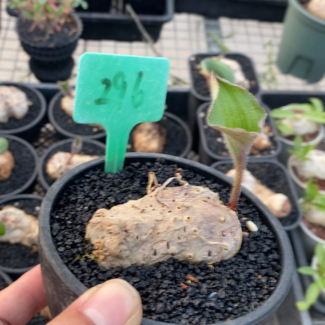 毛叶冰之镜多肉植物