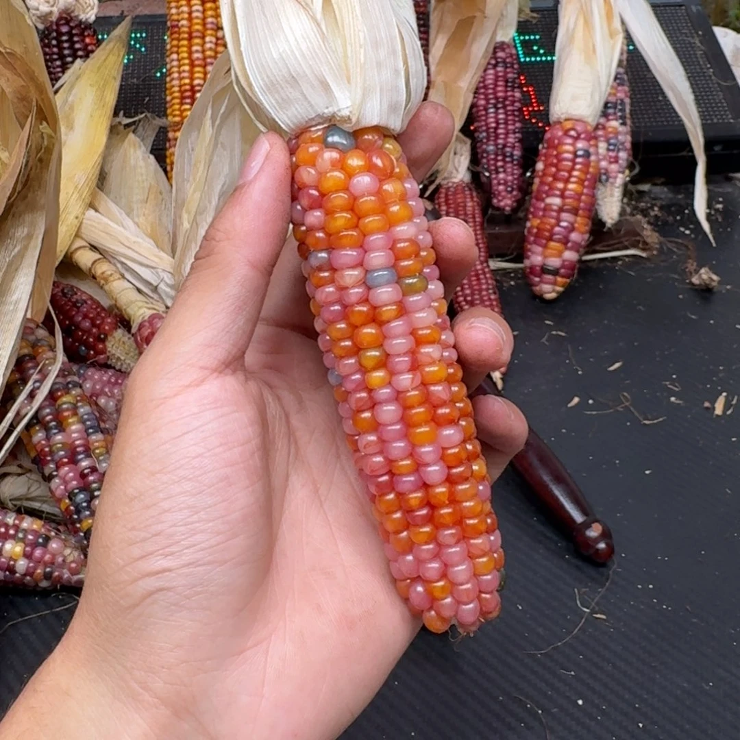 ℳ***༄柏香籽/百香籽吊坠