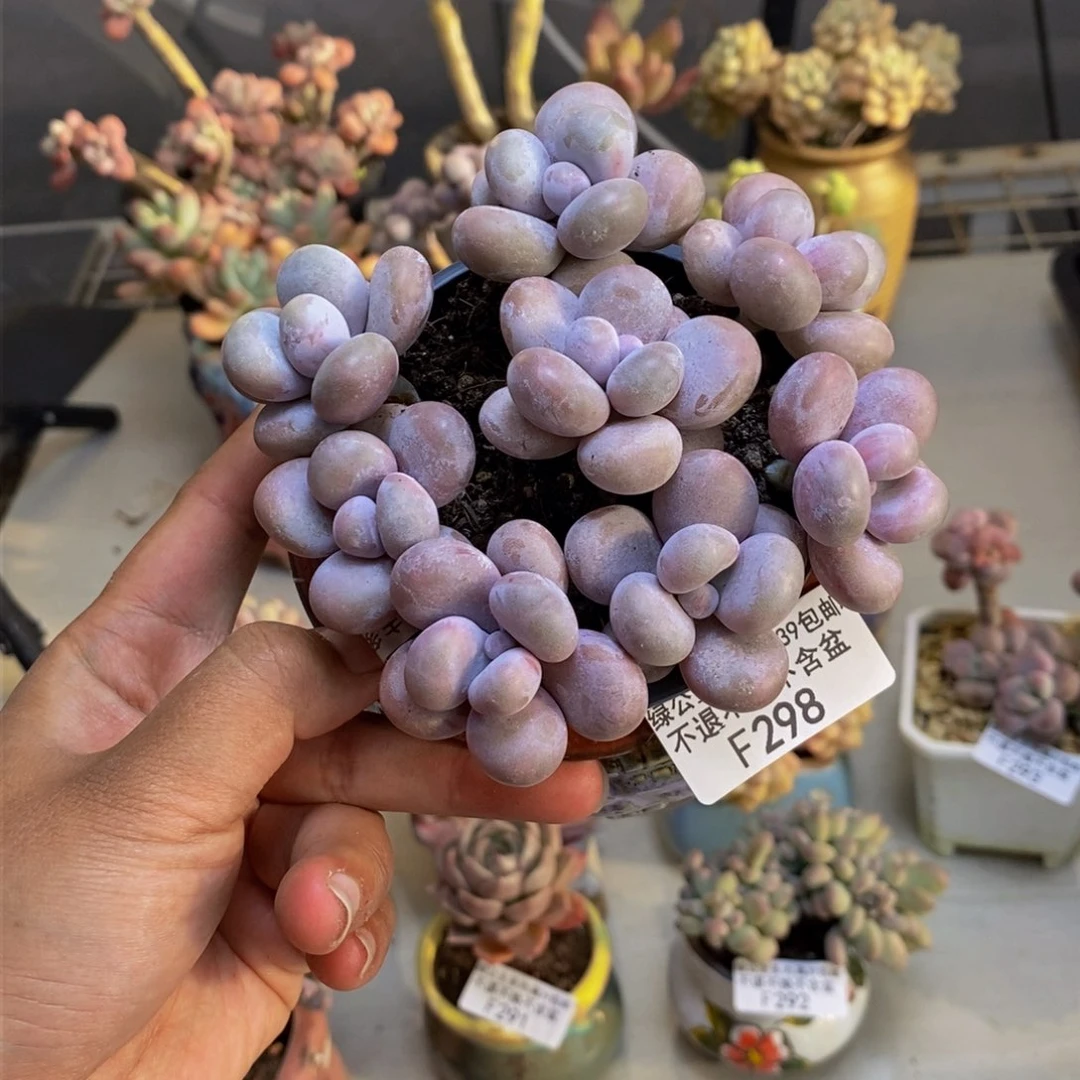 298芭比奶多肉散