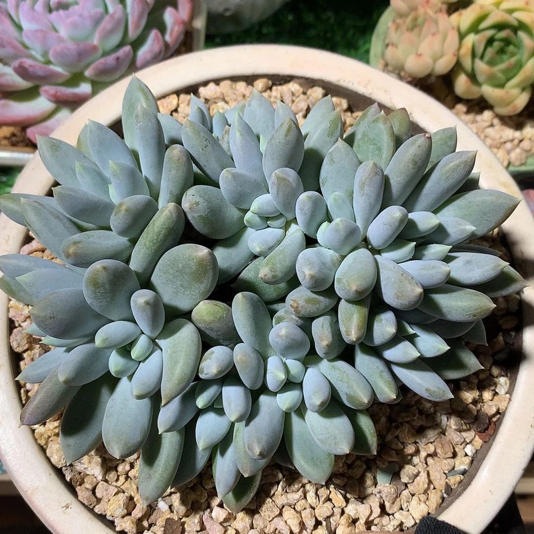 哥特萝莉缀朵朵缀15 公分一物一拍