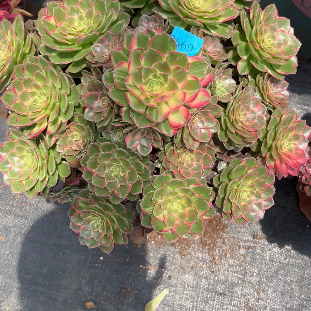 嘚****呔2569万花筒多肉植物系