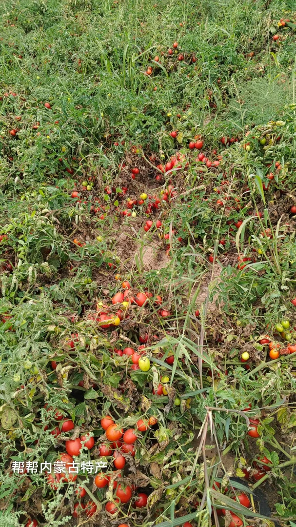内蒙古巴彦淖尔市磴口县特产新鲜番茄西红柿小柿子柿子植物