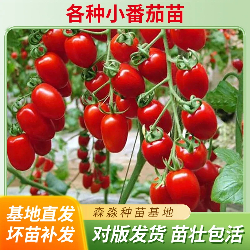 四季小番茄种子苗千禧圣女果矮生西红柿秧苗盆栽圣女果苗秧苗高产