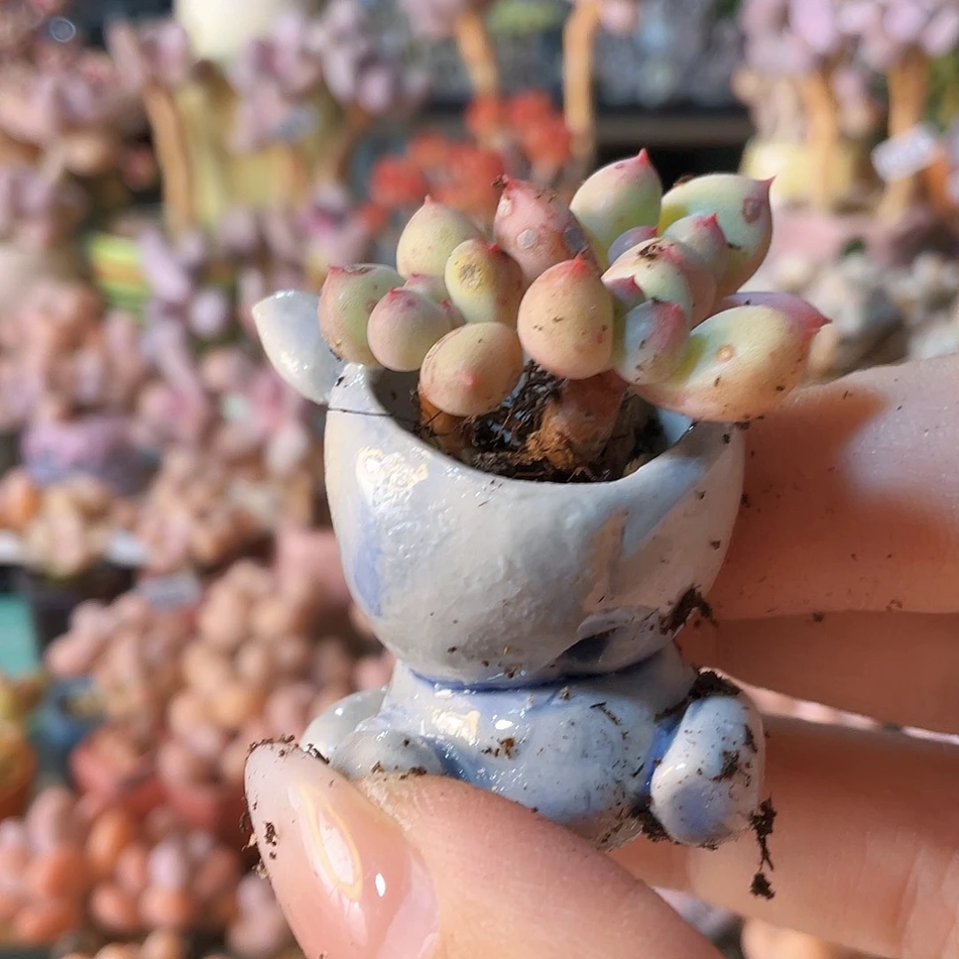 艳***子多肉植物的生长发育和生长发育