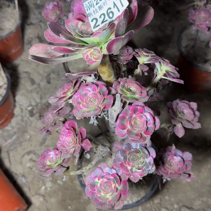 22617南冰淇淋多肉植物
