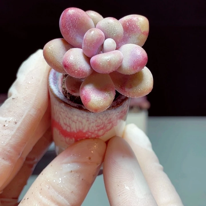 桃蛋样品1颗带盆发货