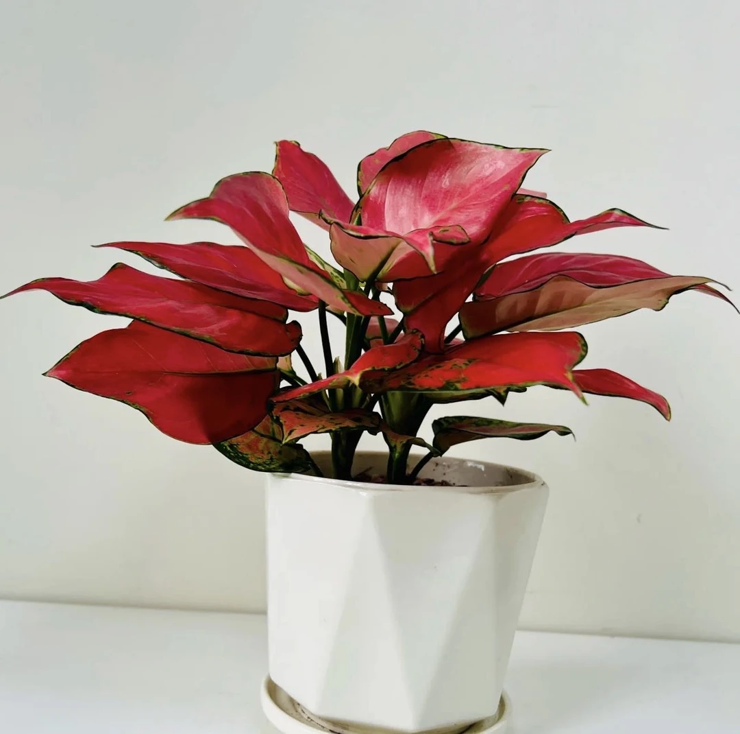 元初花卉【吉利红如意皇后】室内盆栽可水培绿植美观好养招财花卉
