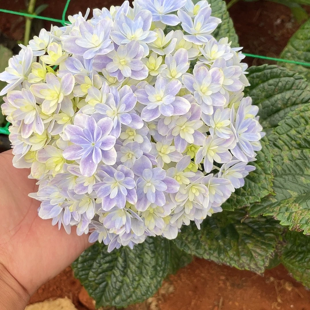 绣球切花一物一拍3枝起包邮，39