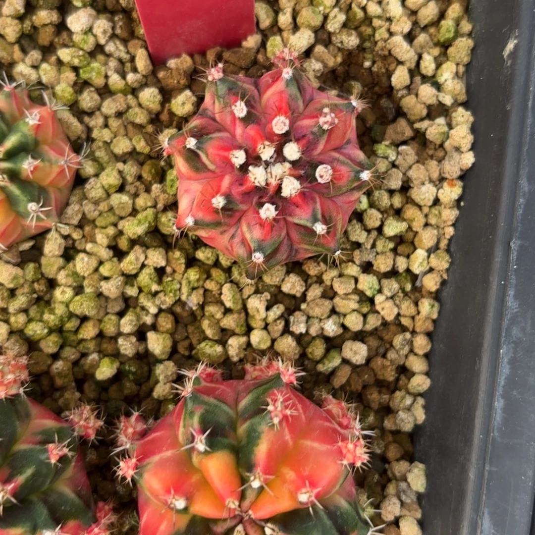 L506-0103泰国发货 海神锦