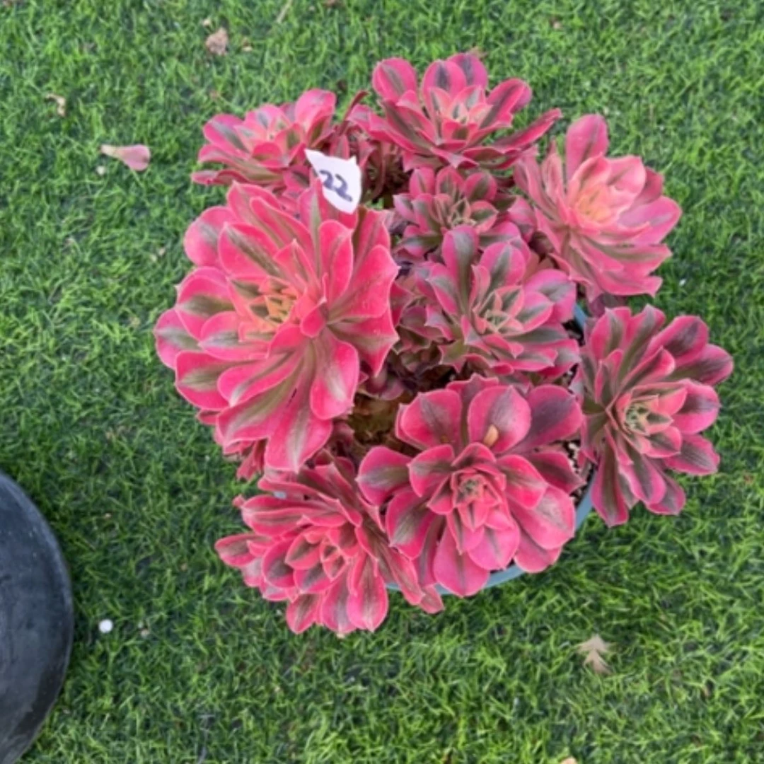 【闪购商品】22瑕疵处里多肉法师