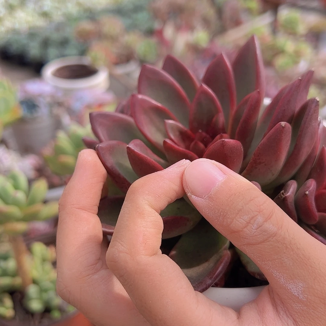 丰沛玫瑰 大单头带籽