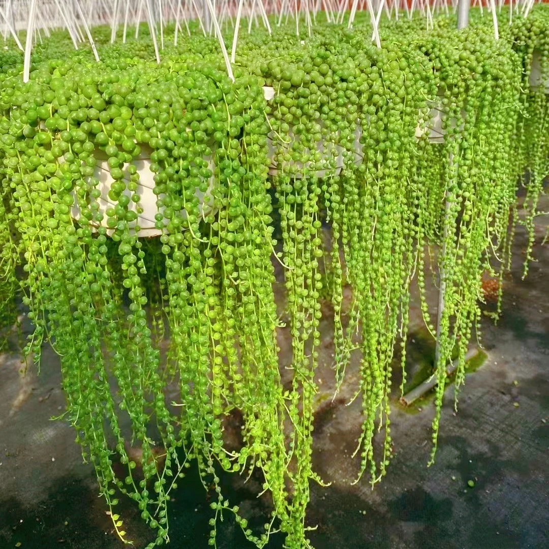 多肉植物佛珠情人泪吊兰盆栽垂吊紫玄月吊兰特大紫玄月多肉多肉
