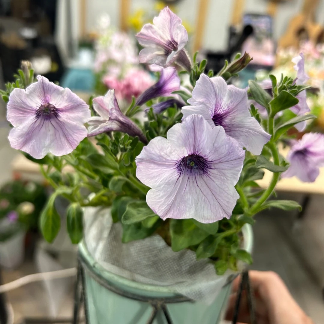 清朗银白单瓣矮牵牛