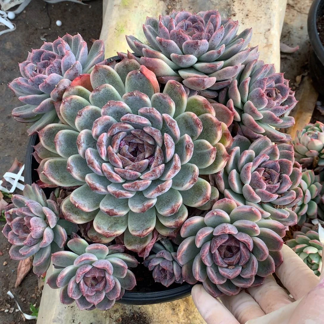 花脸紫霞一物一拍