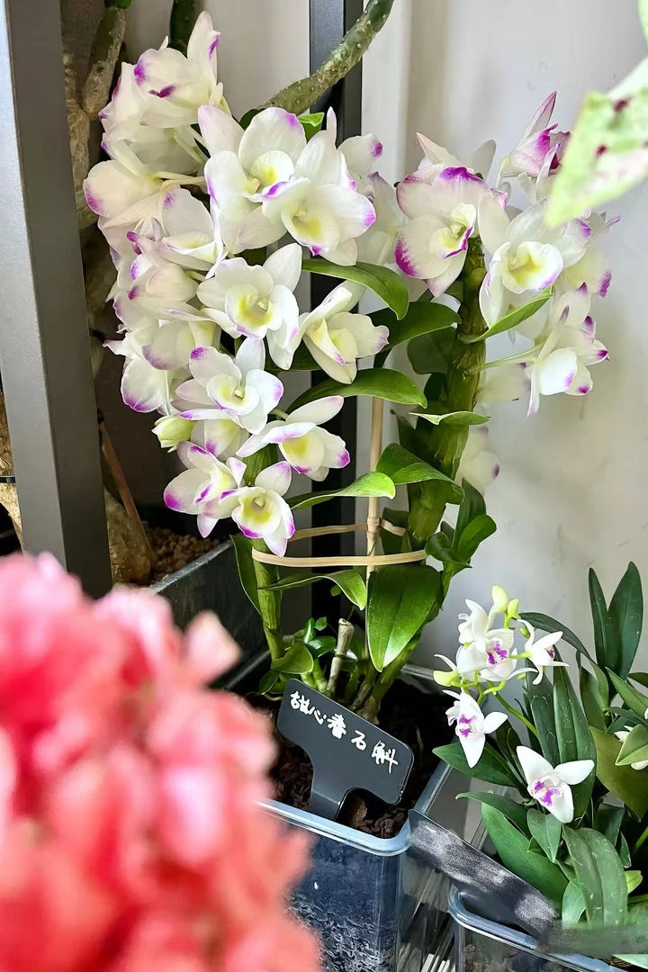 甜心公主春石斛 2盆兰花苗室内外好养绿植花卉  云南鲜花绿植