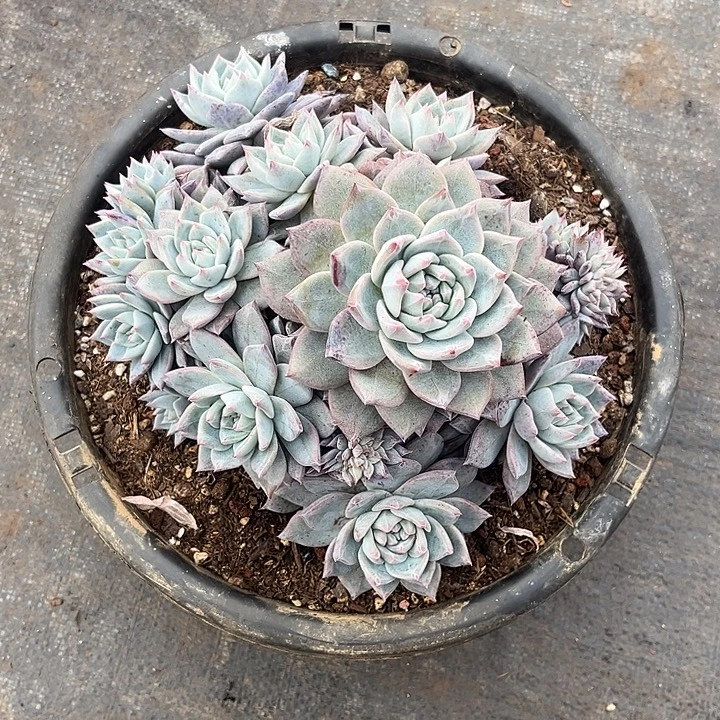 冷***底多肉植物小鸟缀化