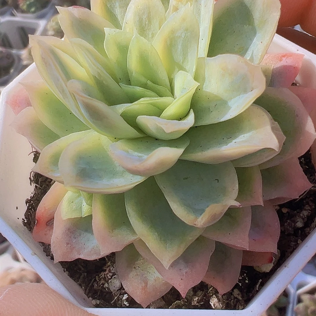 冰片锦19包邮多肉植物