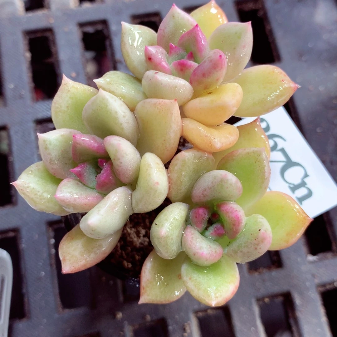 5厘米盆精控多肉267