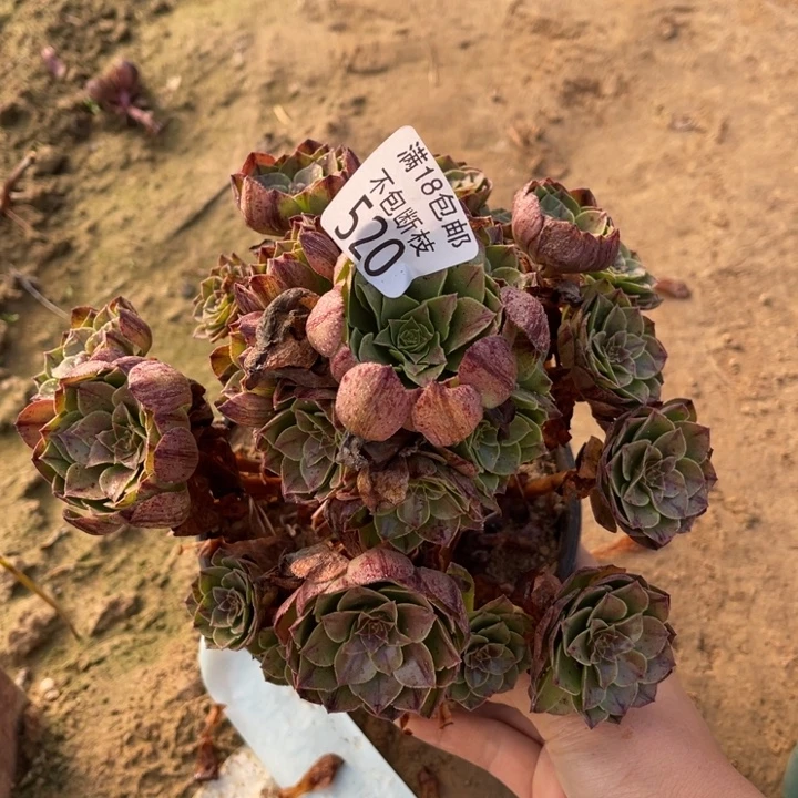 520万拉丝手捧3号棚