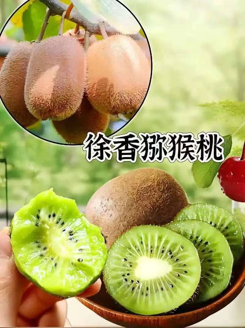 陕西眉县徐香猕猴桃新鲜现摘现发皮薄肉厚甜蜜多汁