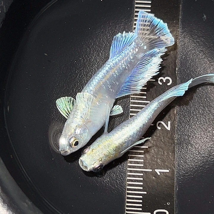 海水鱼玛丽亚一组16