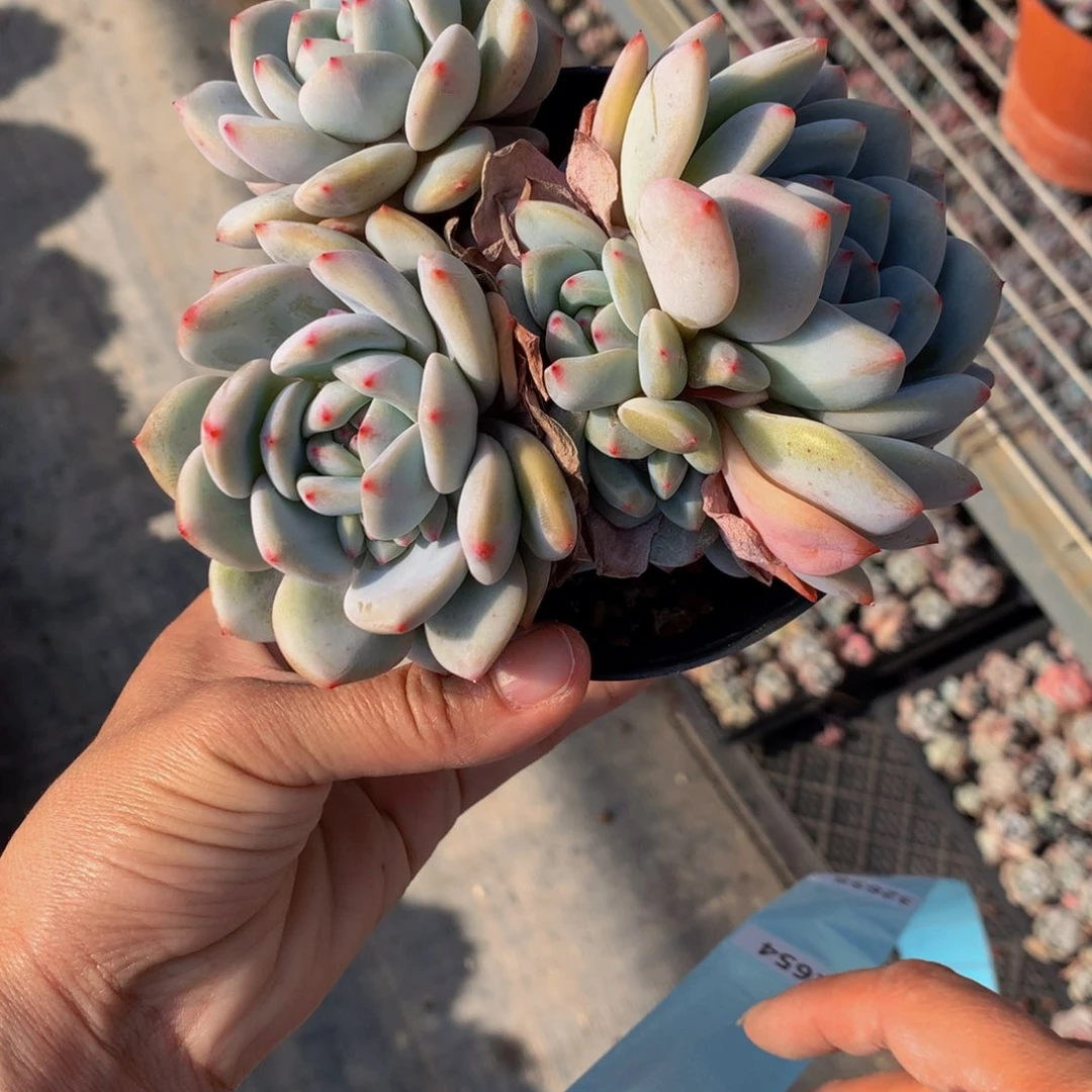 秋*32659星星橙在这里等你电话