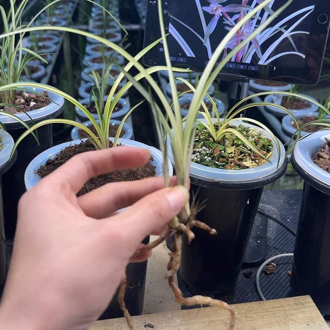 当前无花栽培后可以开花