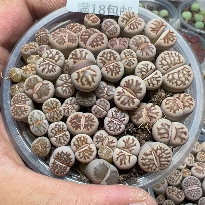 【闪购商品】 277。