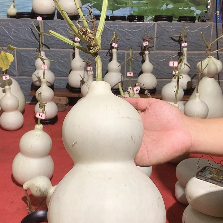 朵***儿大葫芦大葫芦大葫芦