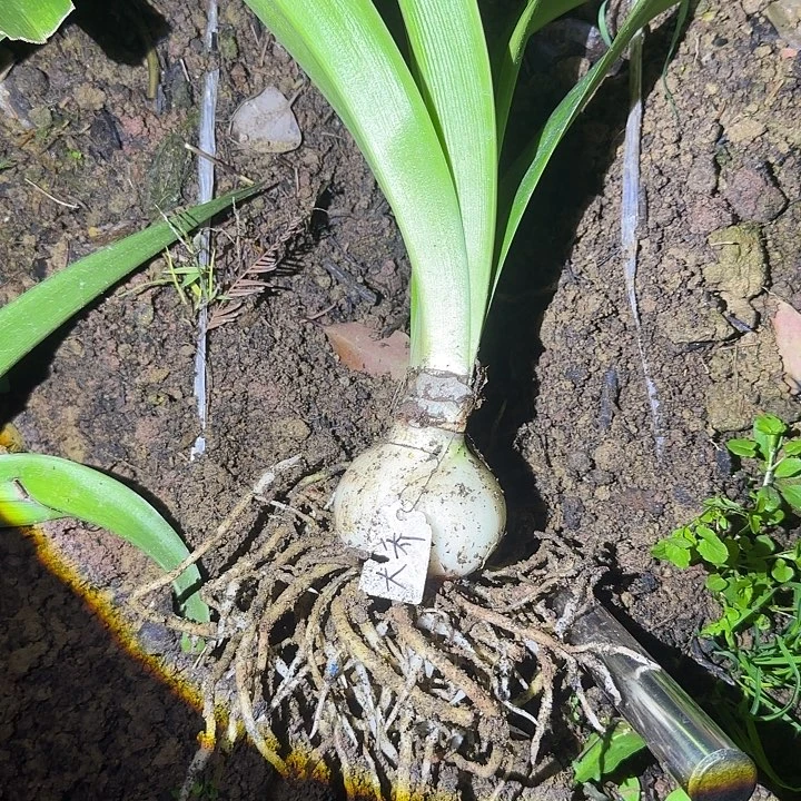 尝***草大乔6.5厘米朱顶红发货