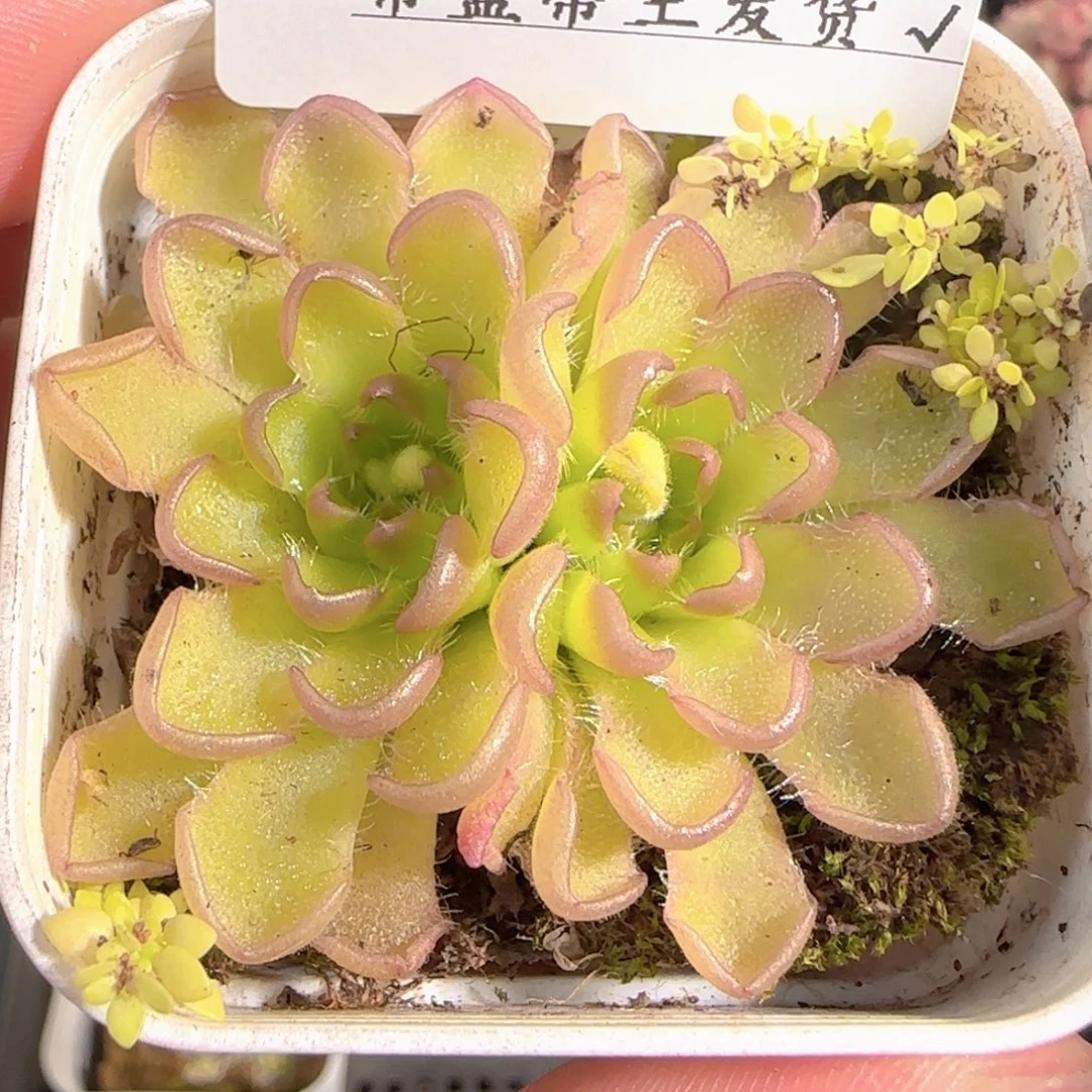 多肉1228-183近藤捕虫堇