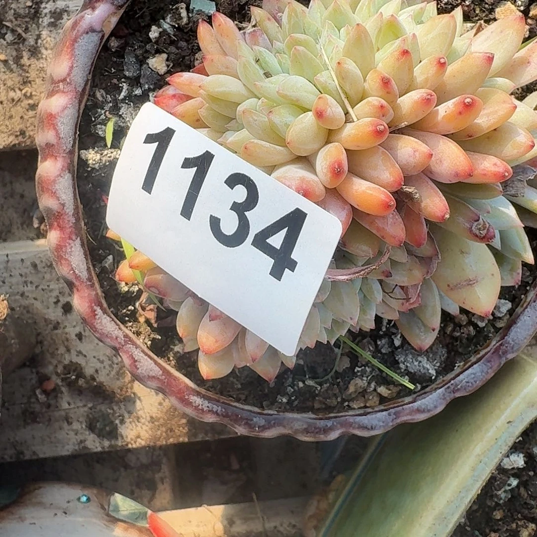 霞*1313343313434343