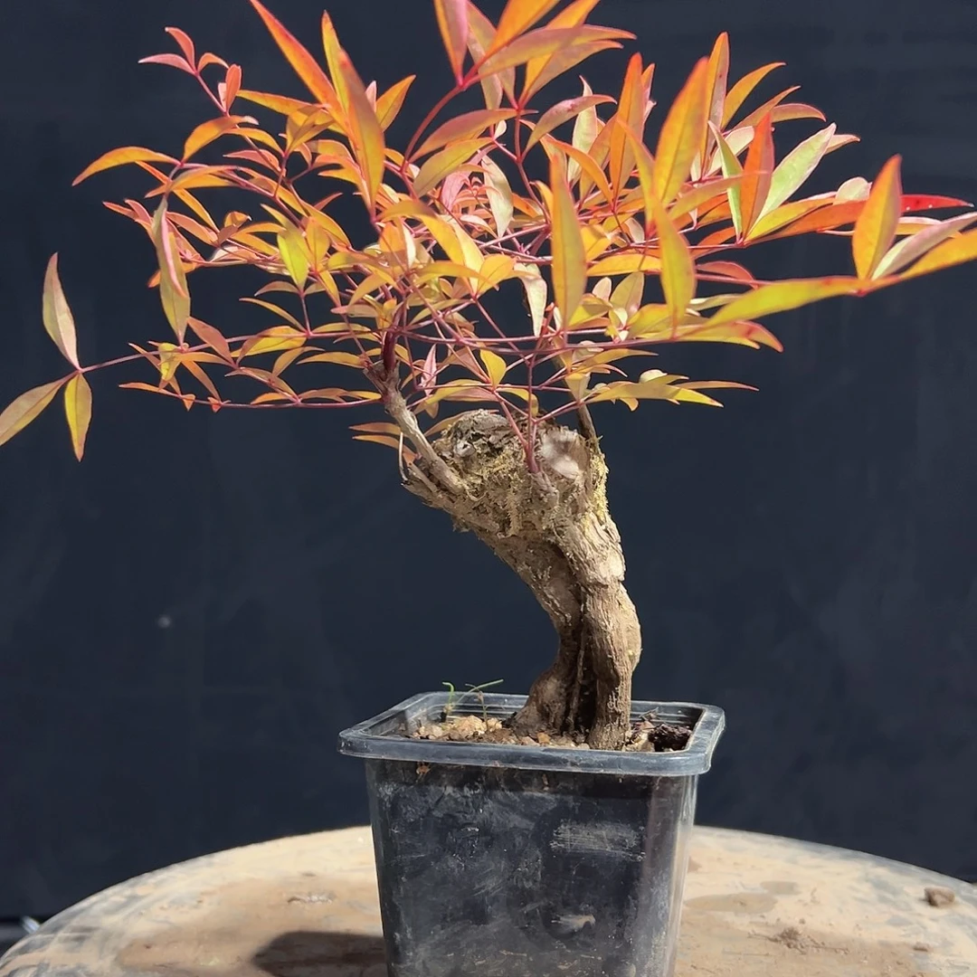 不开花植物00000001
