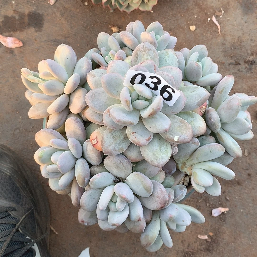 36侧影一物一拍多肉