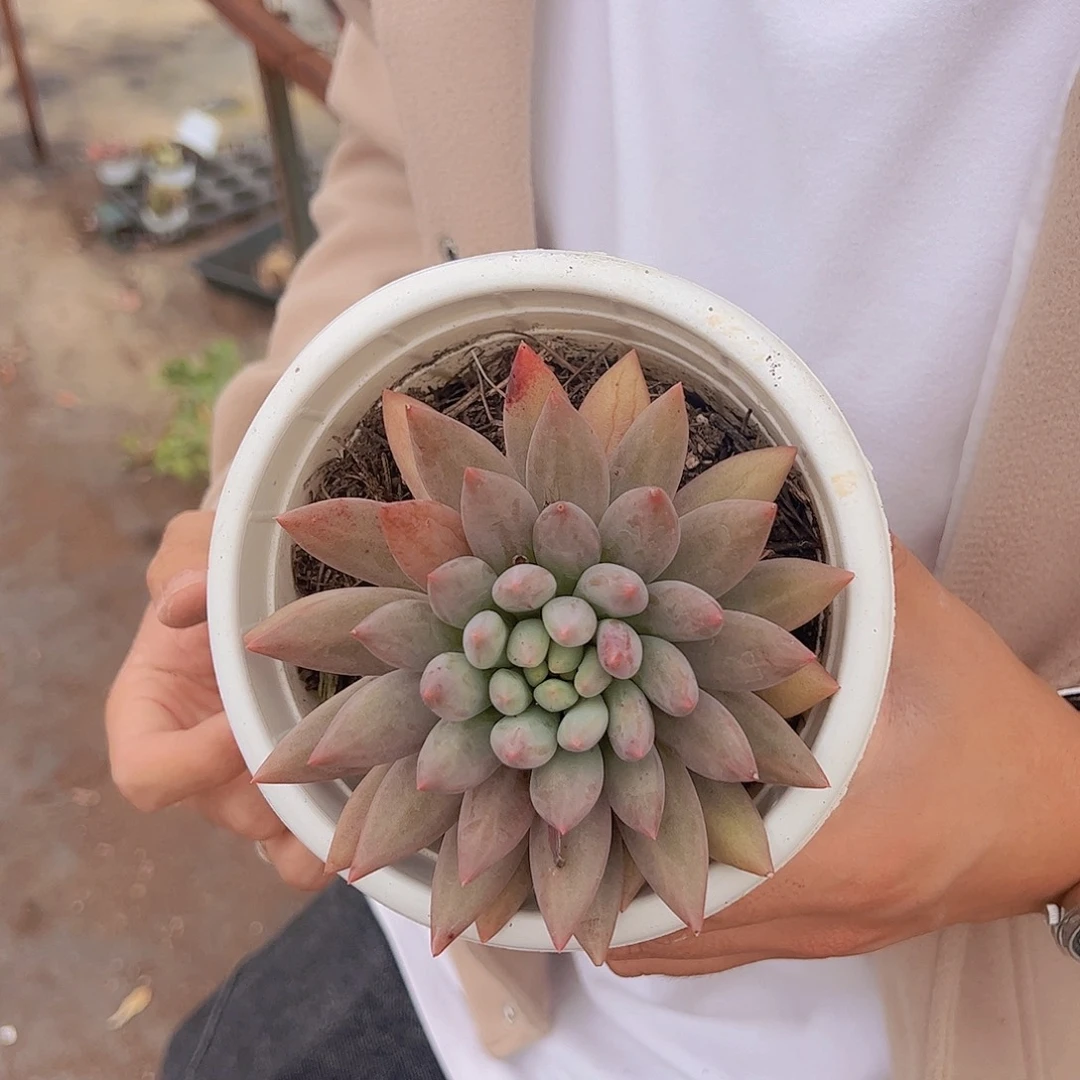 大单头虞美人一盆