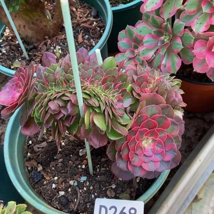 【闪购商品】268荔枝缀多肉