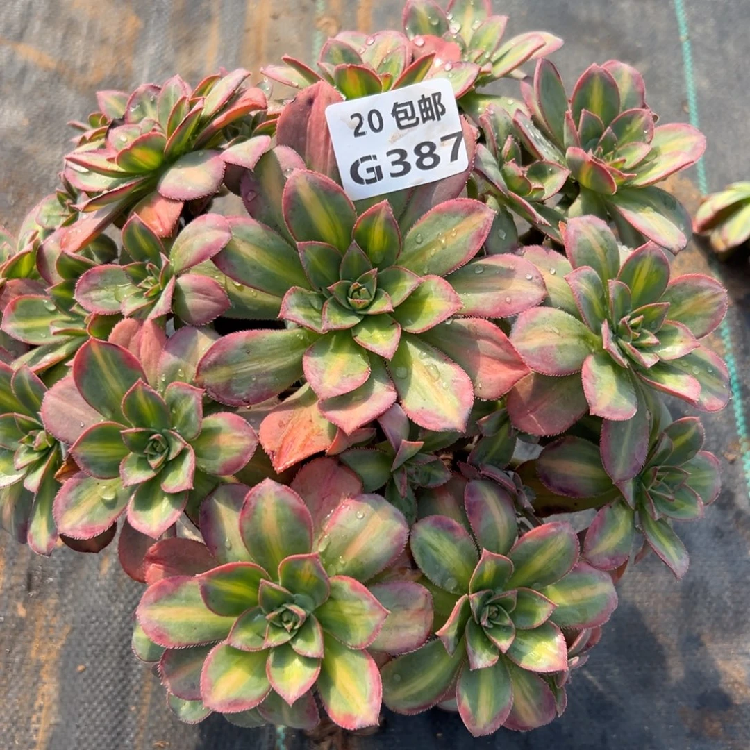 387星灿，满20包邮