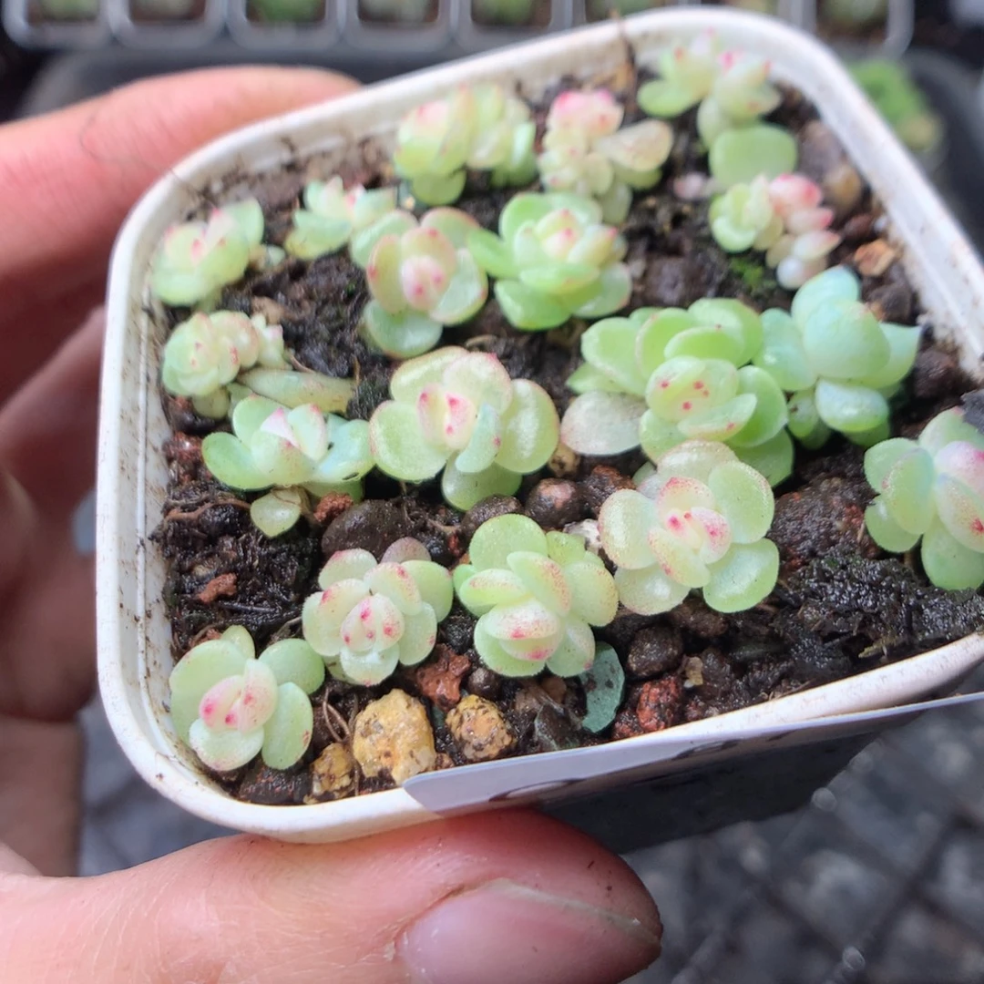 无花朵Q87甜心yyyyyy