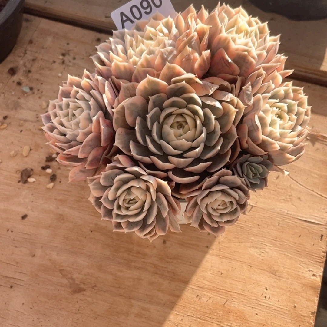 五****090多肉植物多肉植物