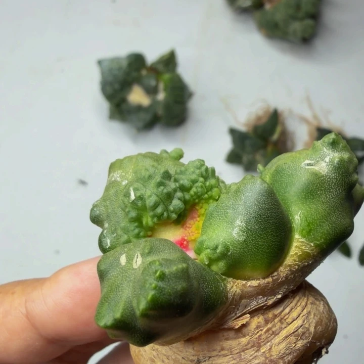 天花板级的河豚外星血怒