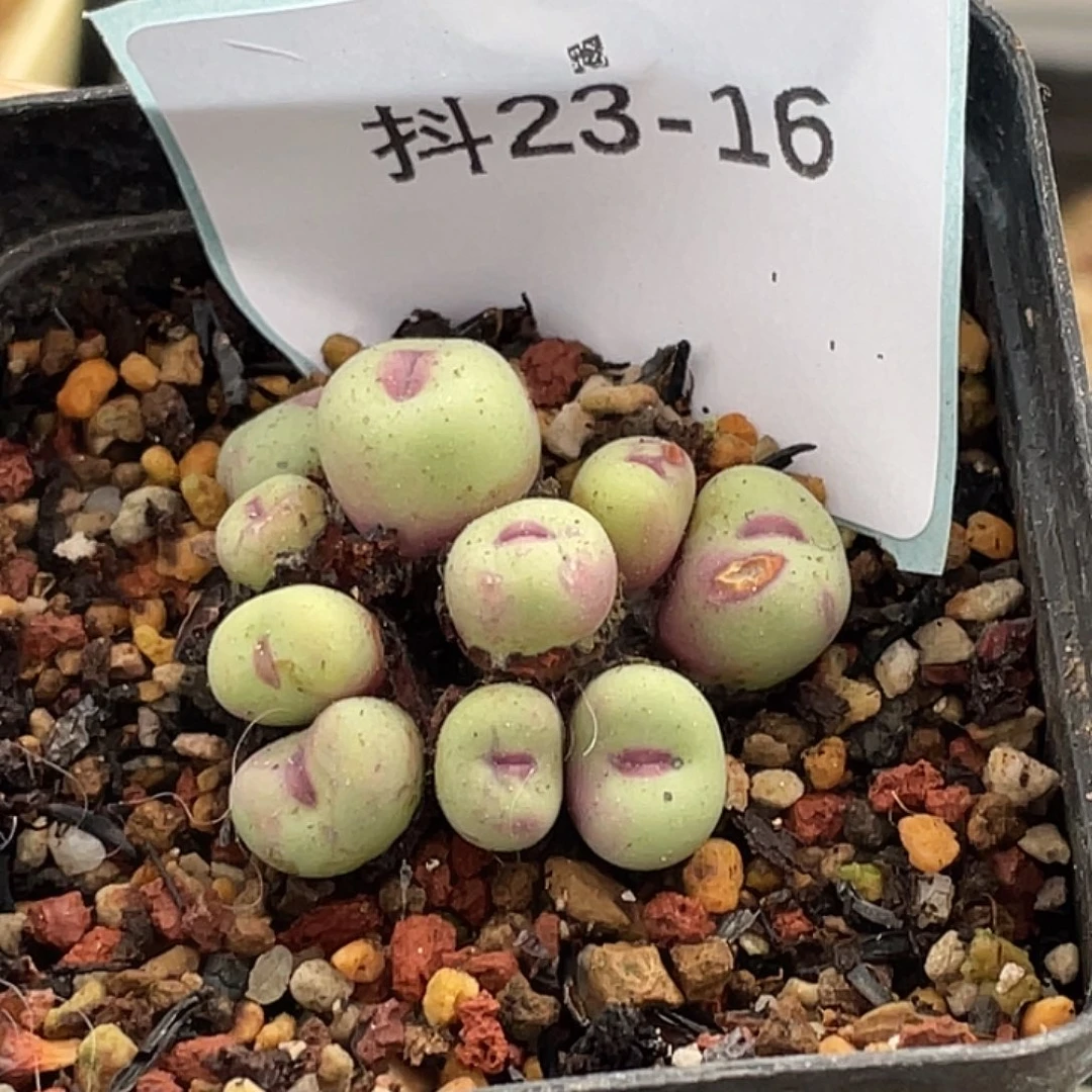 木****23-16肉锥多肉植物