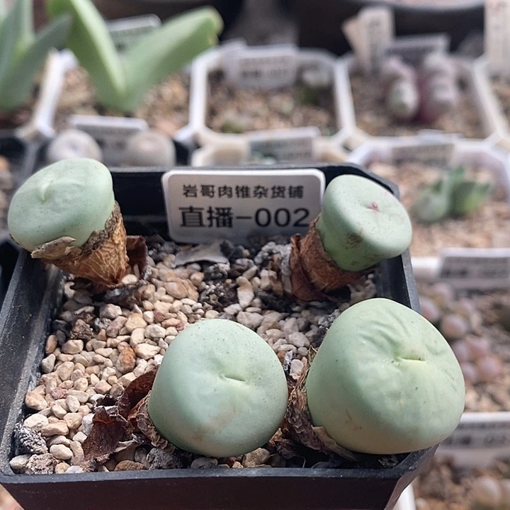 AP种源大型P嘴一颗
