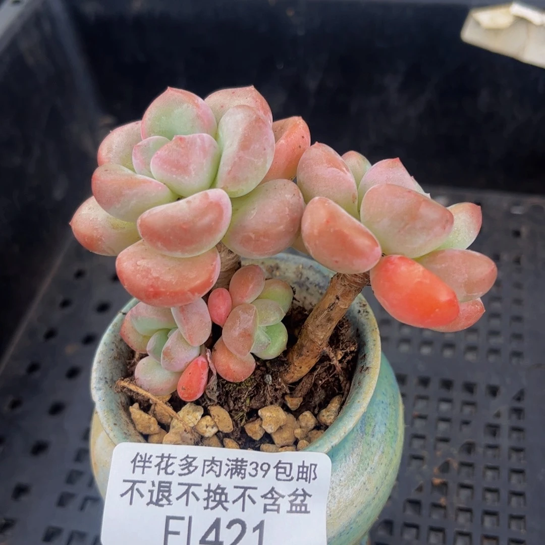 421-花斑鹿多肉5cm